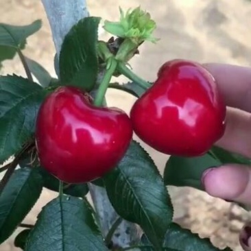 樱桃苗