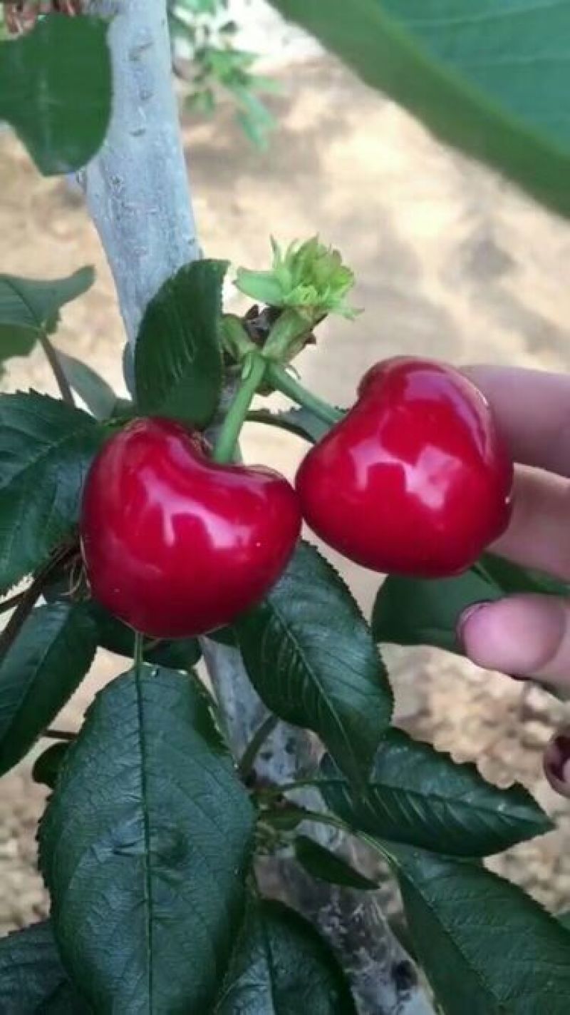 樱桃苗
