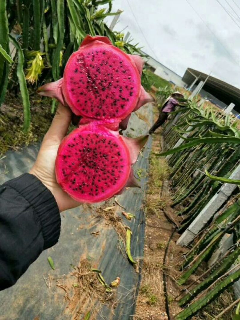 火龙果苗