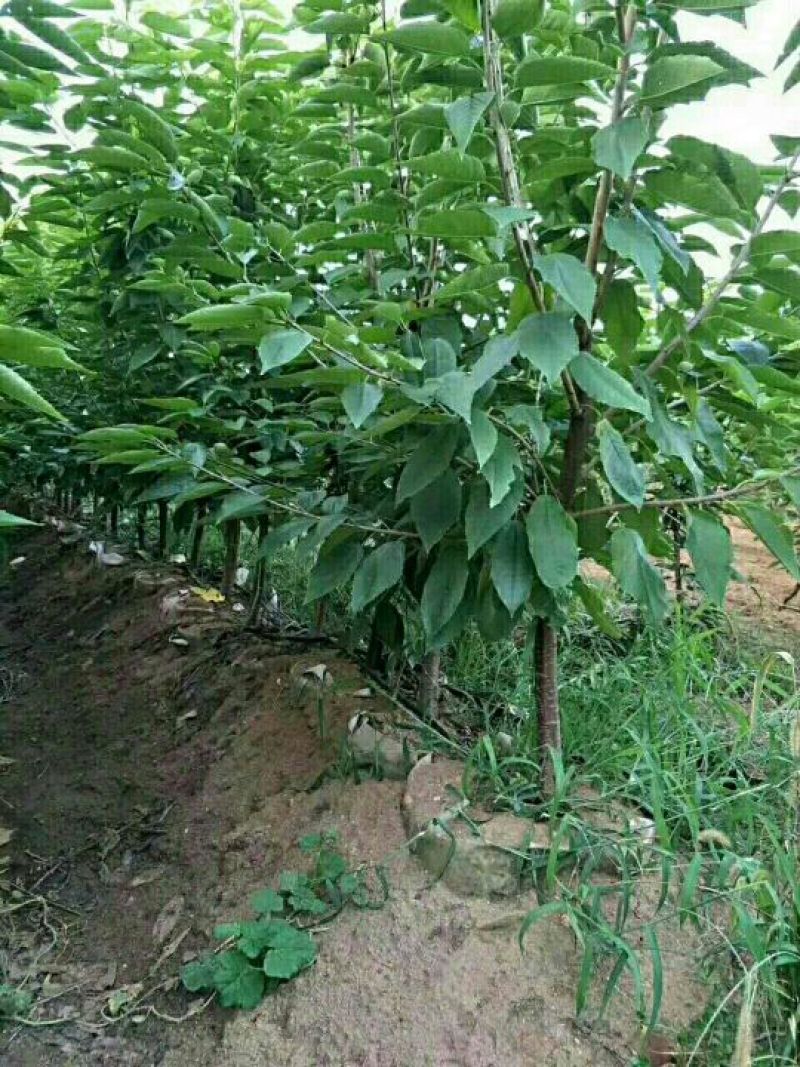 樱桃苗