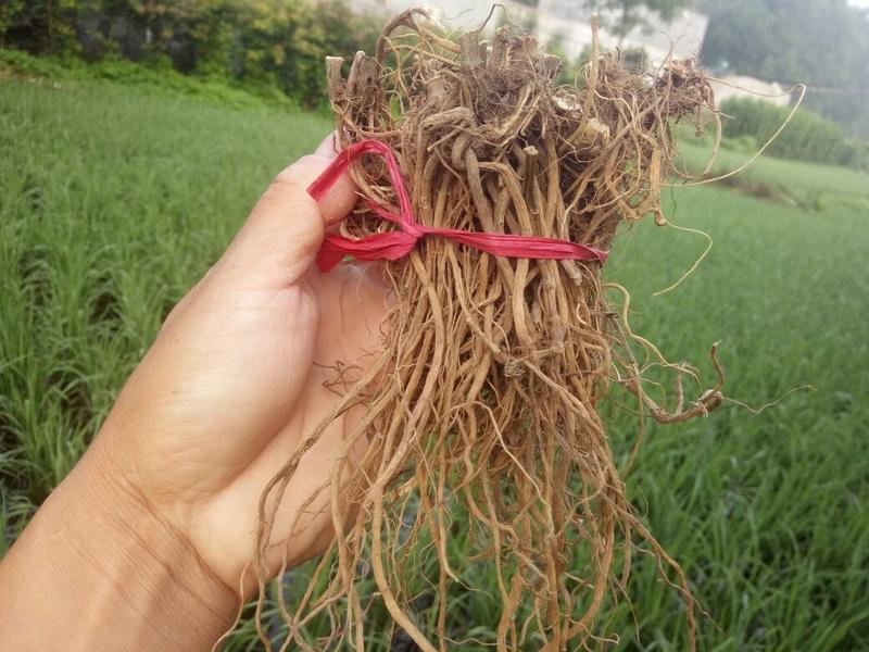 土牛膝倒扣草野牛膝根干品中药材河南产地直销