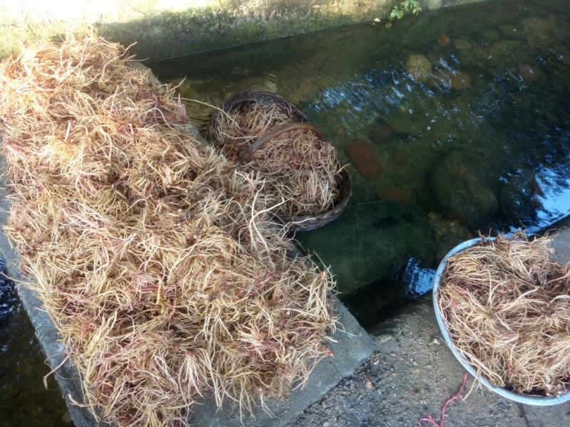 土牛膝倒扣草野牛膝根干品中药材河南产地直销