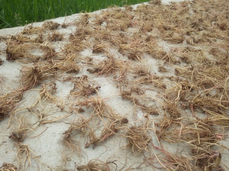 土牛膝倒扣草野牛膝根干品中药材河南产地直销