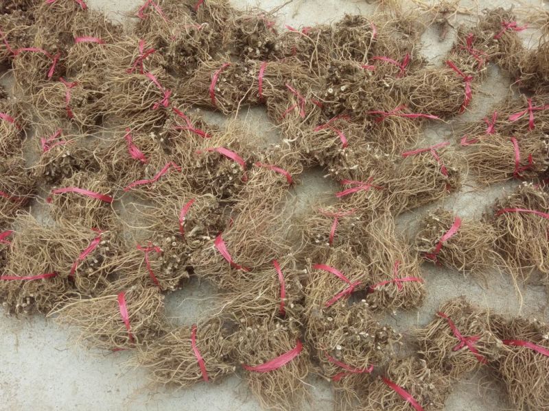 土牛膝倒扣草野牛膝根干品中药材河南产地直销