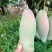 攀枝花红象牙芒果