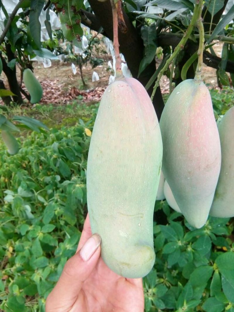 攀枝花红象牙芒果