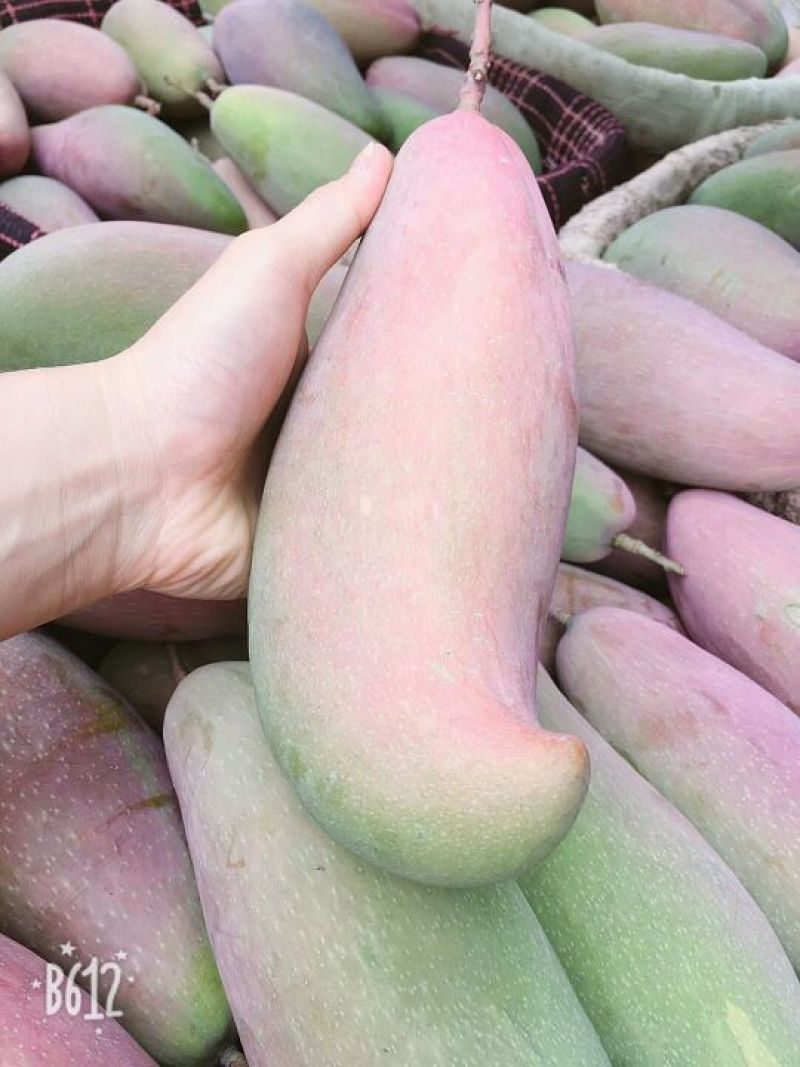 攀枝花红象牙芒果