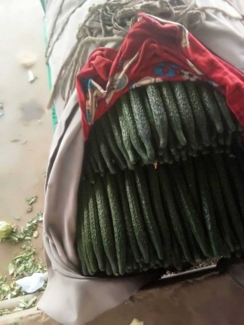 我处上万亩黄瓜开始大量供应，备有大型冷库