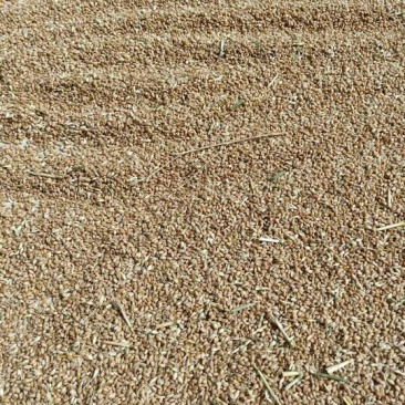 新小麦