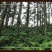 福建宁化淮土糯碎薏米（产地直发有包装)