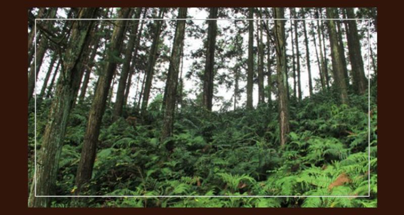 福建宁化淮土糯碎薏米（产地直发有包装)
