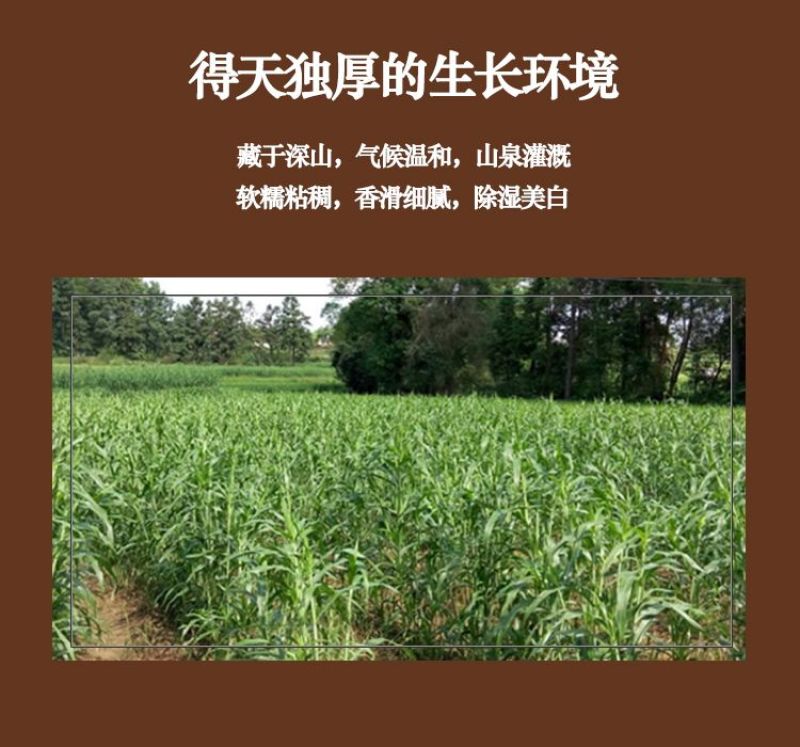 福建宁化淮土糯碎薏米（产地直发有包装)
