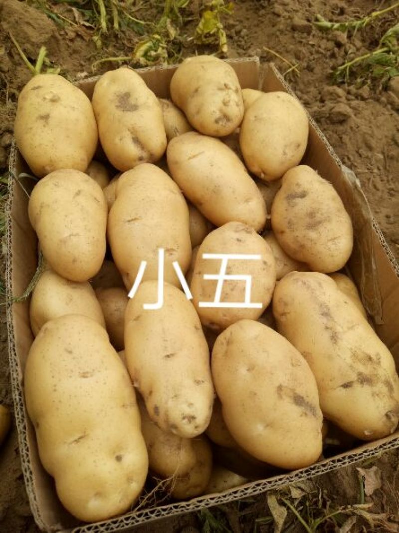 【推荐】河北石家庄沙土地精品荷兰十五一件代发