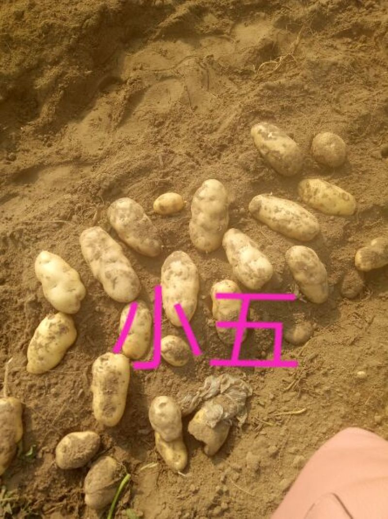 【推荐】河北石家庄沙土地精品荷兰十五一件代发