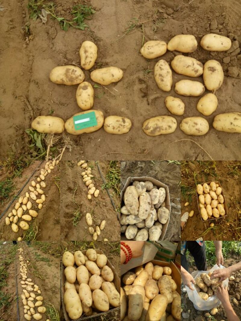 【推荐】河北石家庄沙土地精品荷兰十五一件代发