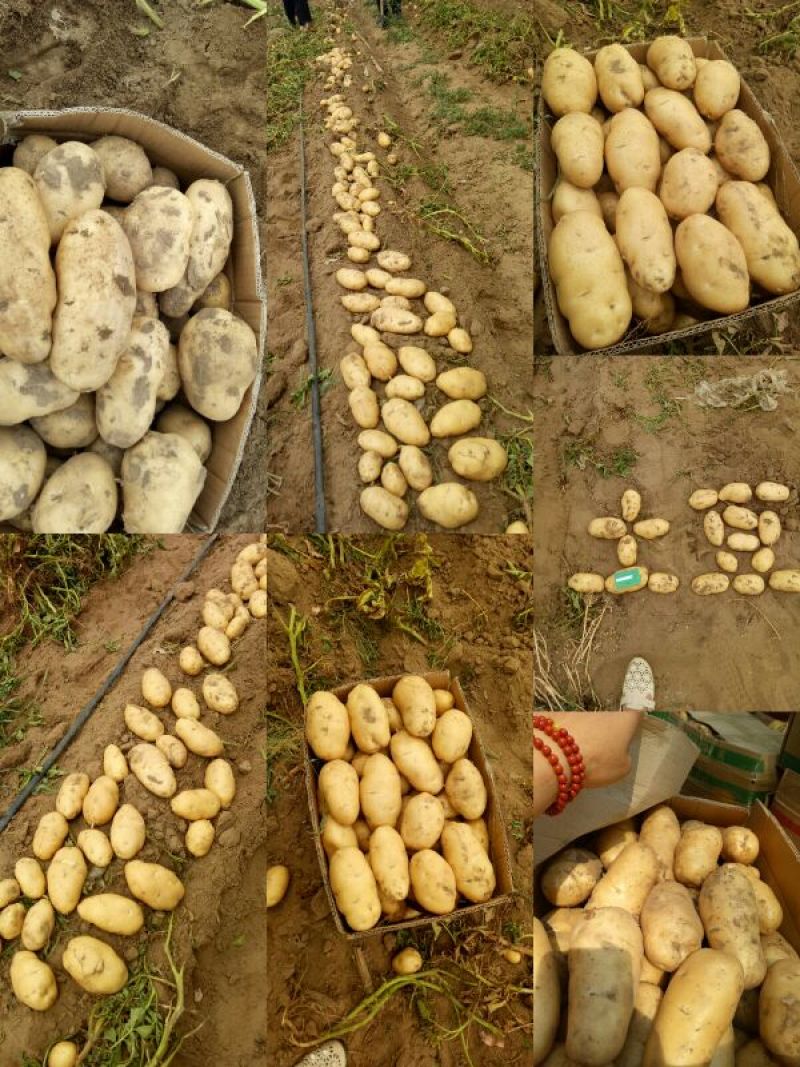 【推荐】河北石家庄沙土地精品荷兰十五一件代发