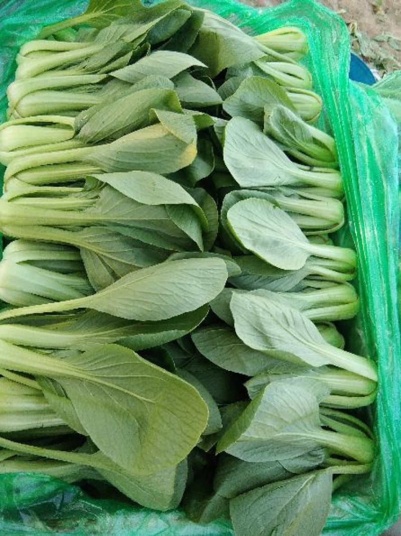 精品上海青，油麦菜，产地直发叶菜批发全国视频看货