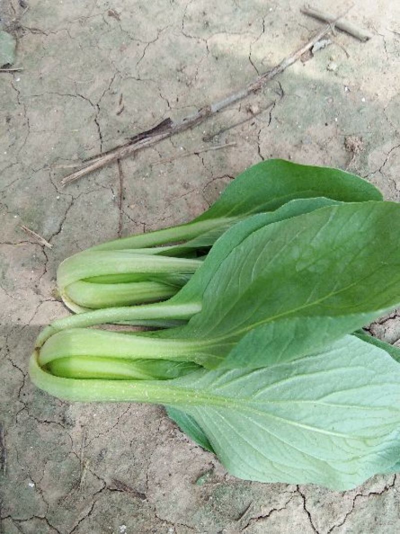 精品上海青，油麦菜，产地直发叶菜批发全国视频看货