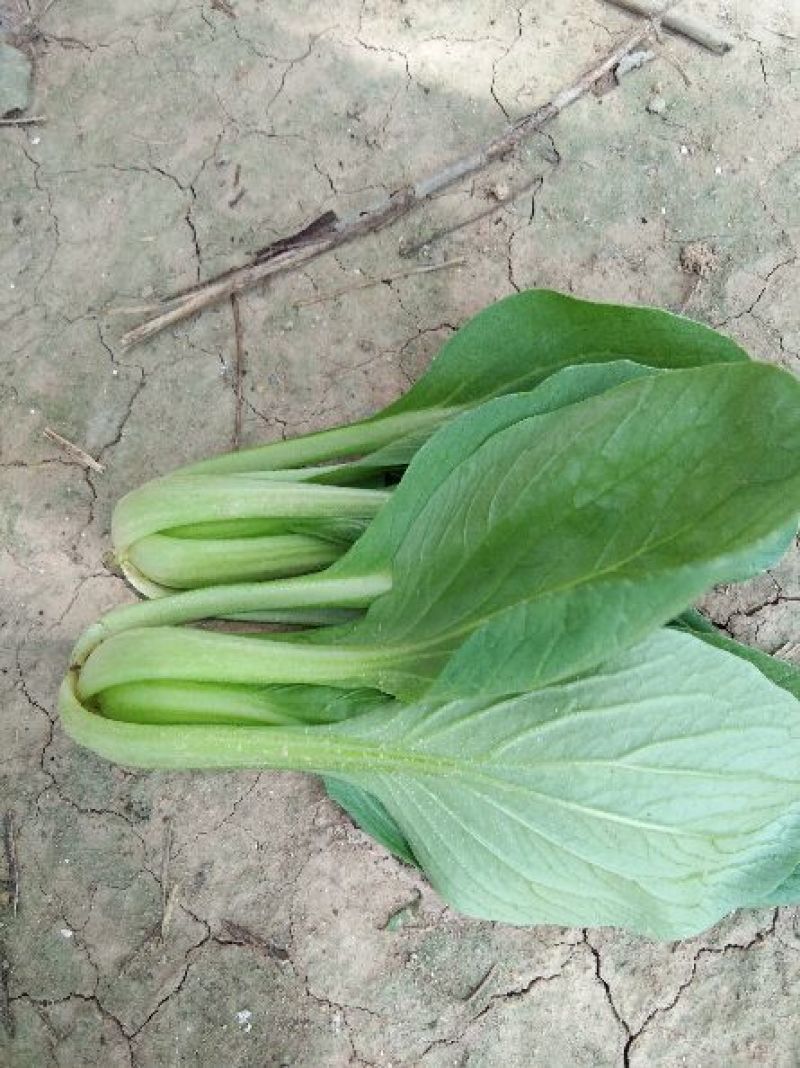 精品上海青，油麦菜，产地直发叶菜批发全国视频看货