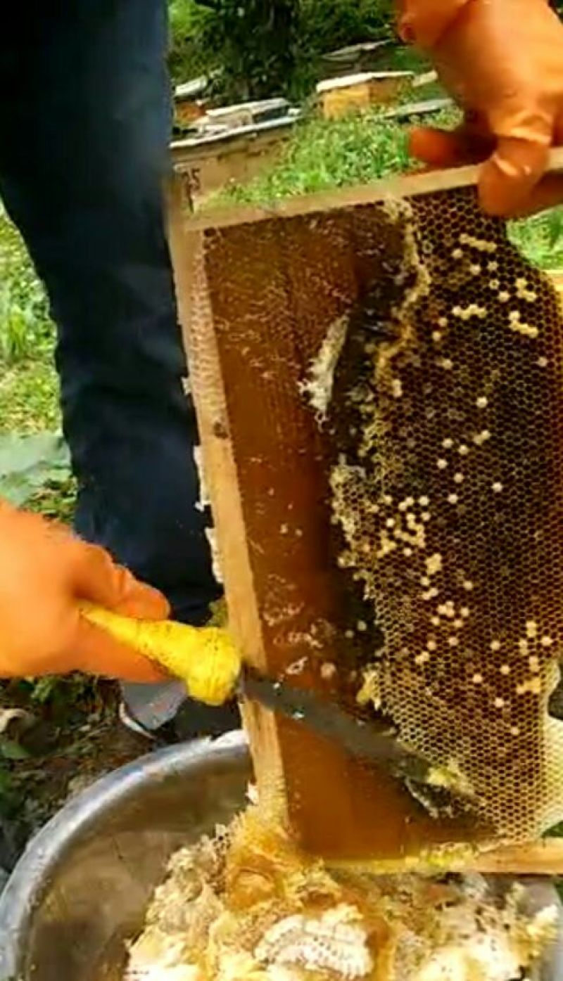 中华蜂蜂蜜，土蜂蜜