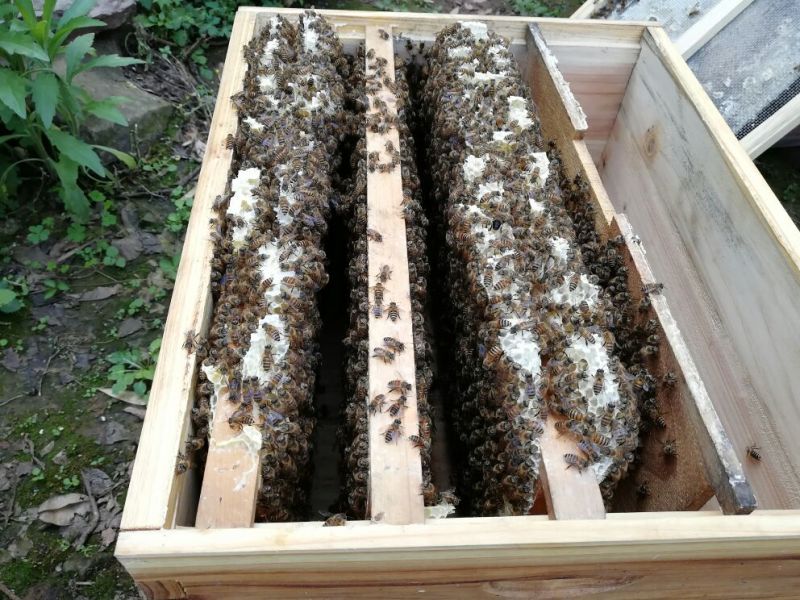 中华蜂蜂蜜，土蜂蜜
