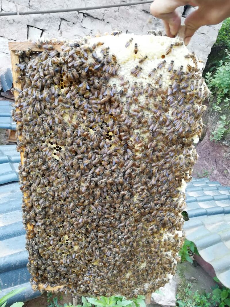 中华蜂蜂蜜，土蜂蜜