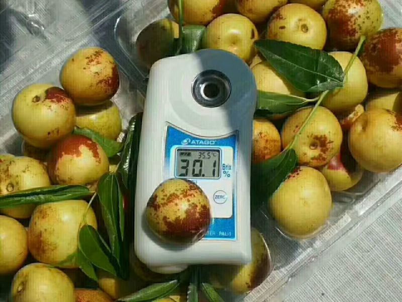 沾化冬枣预售中