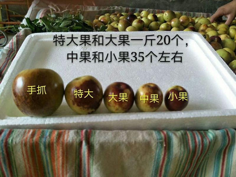 沾化冬枣预售中