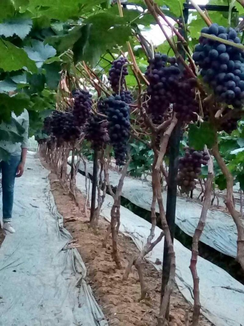 有3000斤脆甜夏黑葡萄，需要的老板联系