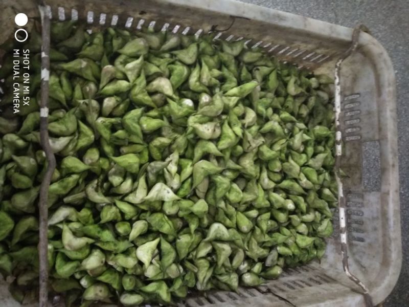 菱角米
