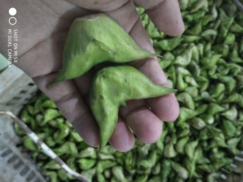 菱角米