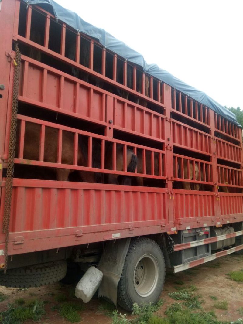 肉马