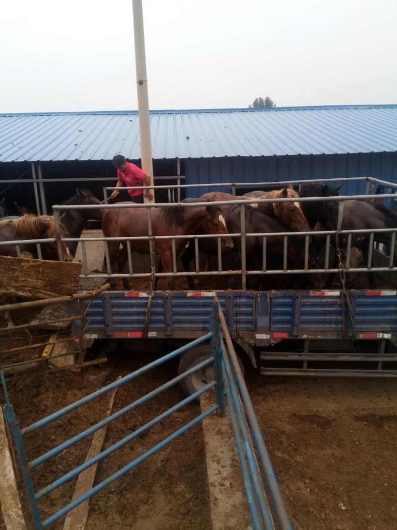 肉马