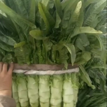 香莴苣