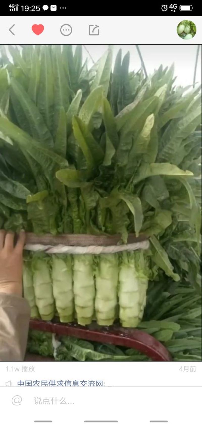 香莴苣