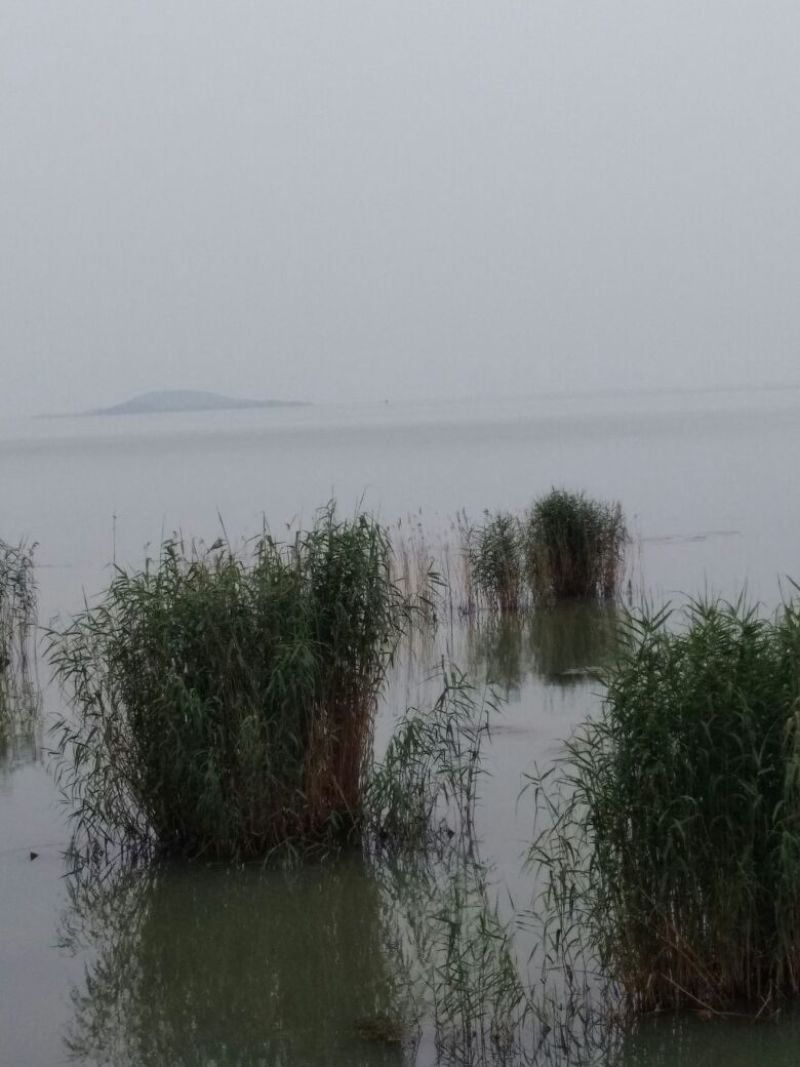 鲫鱼