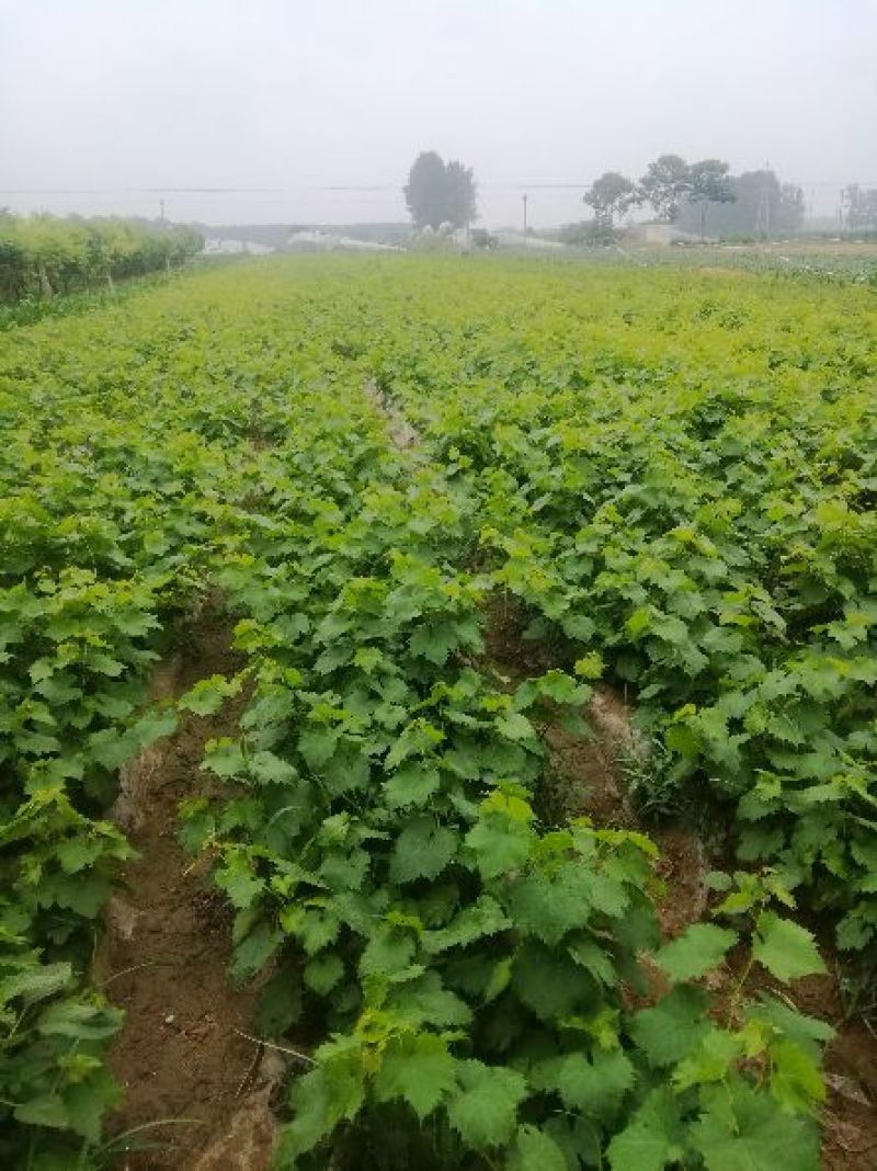 阳光玫瑰，夏黑，巨玫瑰，甜蜜蓝宝石葡萄苗