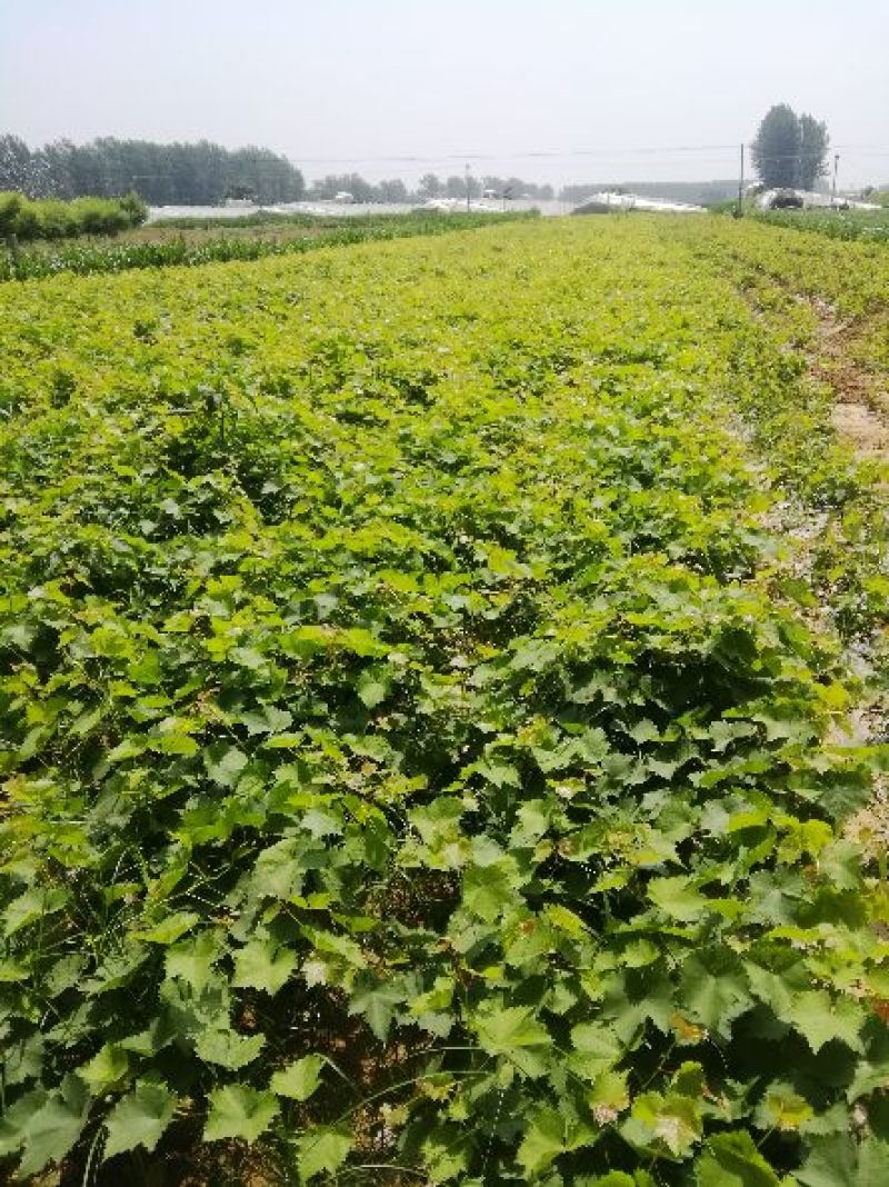 阳光玫瑰，夏黑，巨玫瑰，甜蜜蓝宝石葡萄苗