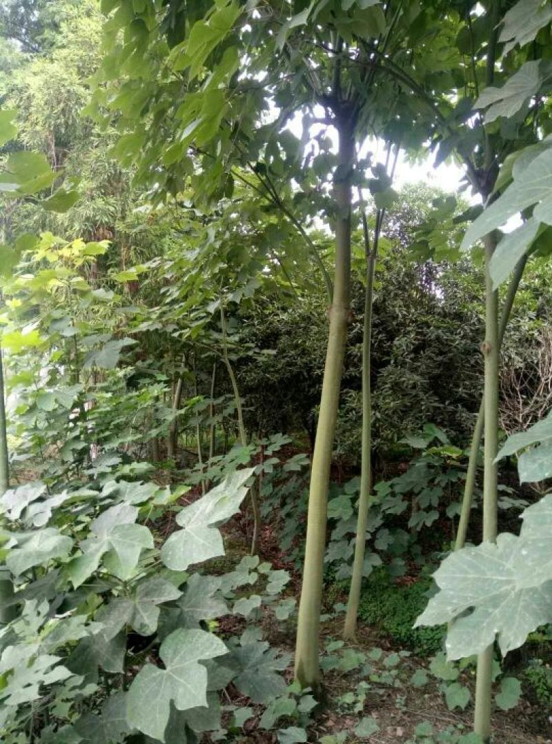 青桐树树形好价格根据树的公分数协调欢迎订购