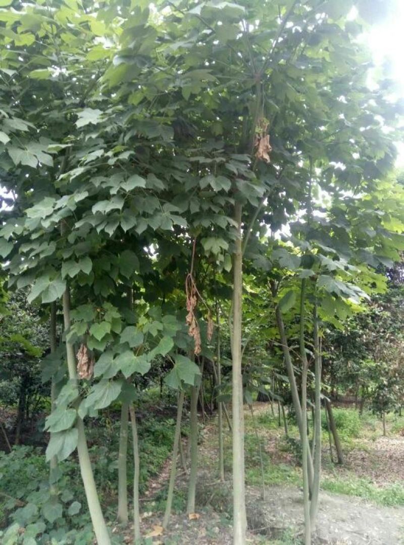 青桐树树形好价格根据树的公分数协调欢迎订购