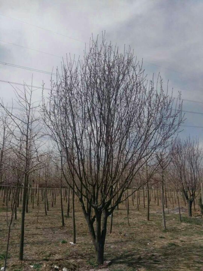 茶条槭树形美，根据买的公分数协调价格