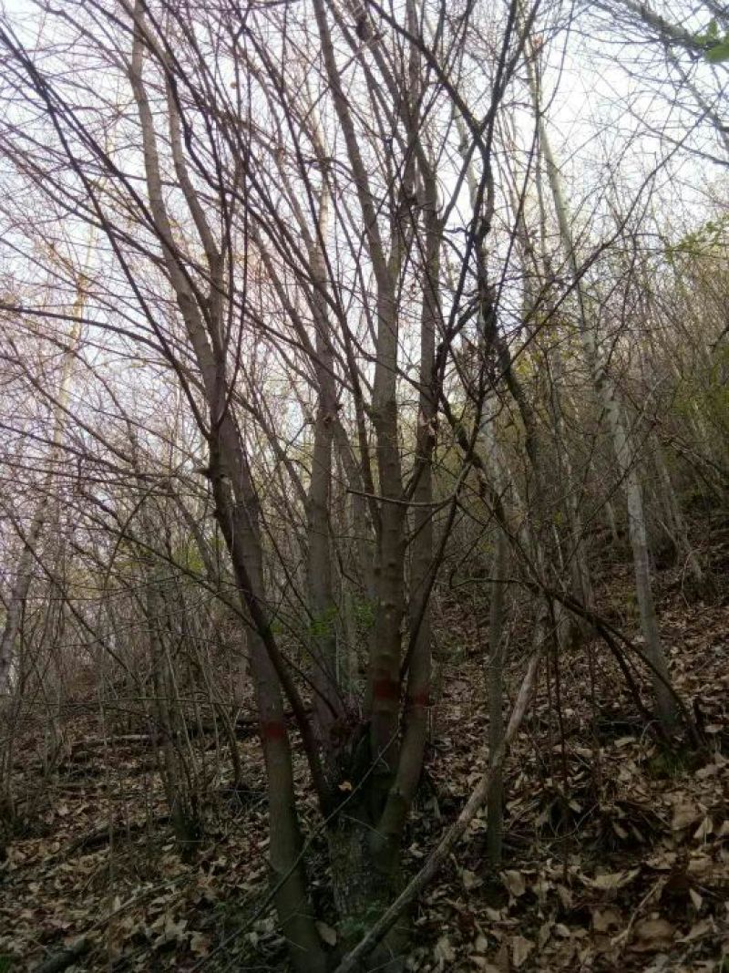 茶条槭树形美，根据买的公分数协调价格