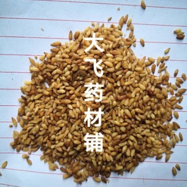 柏子仁山东1公斤起批无硫无添加不包邮