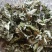 产地直供纯叶，统货，散装，机压包