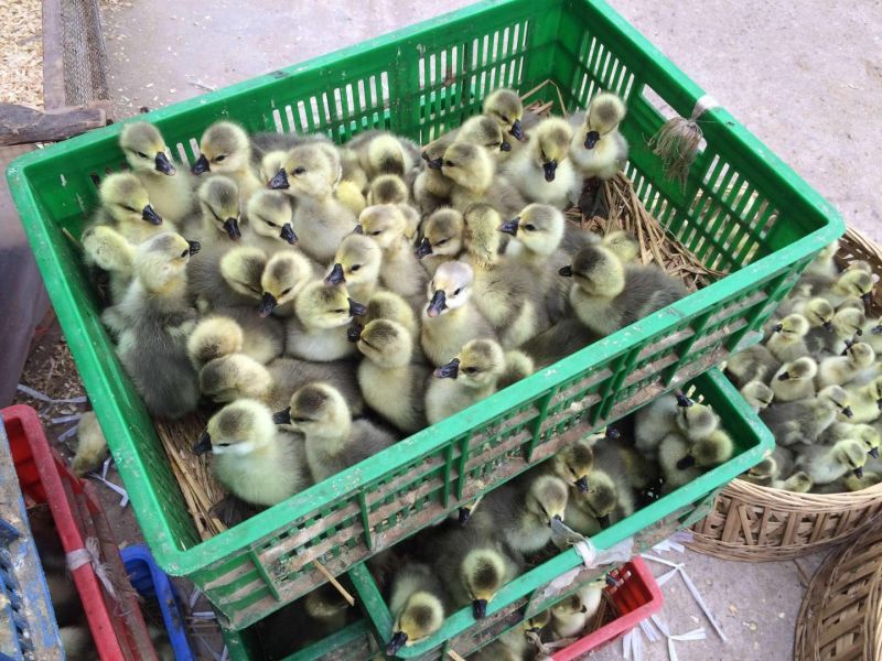 广东狮头鹅苗