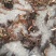 大悟山野生石菖蒲，鲜货干货，野生种苗