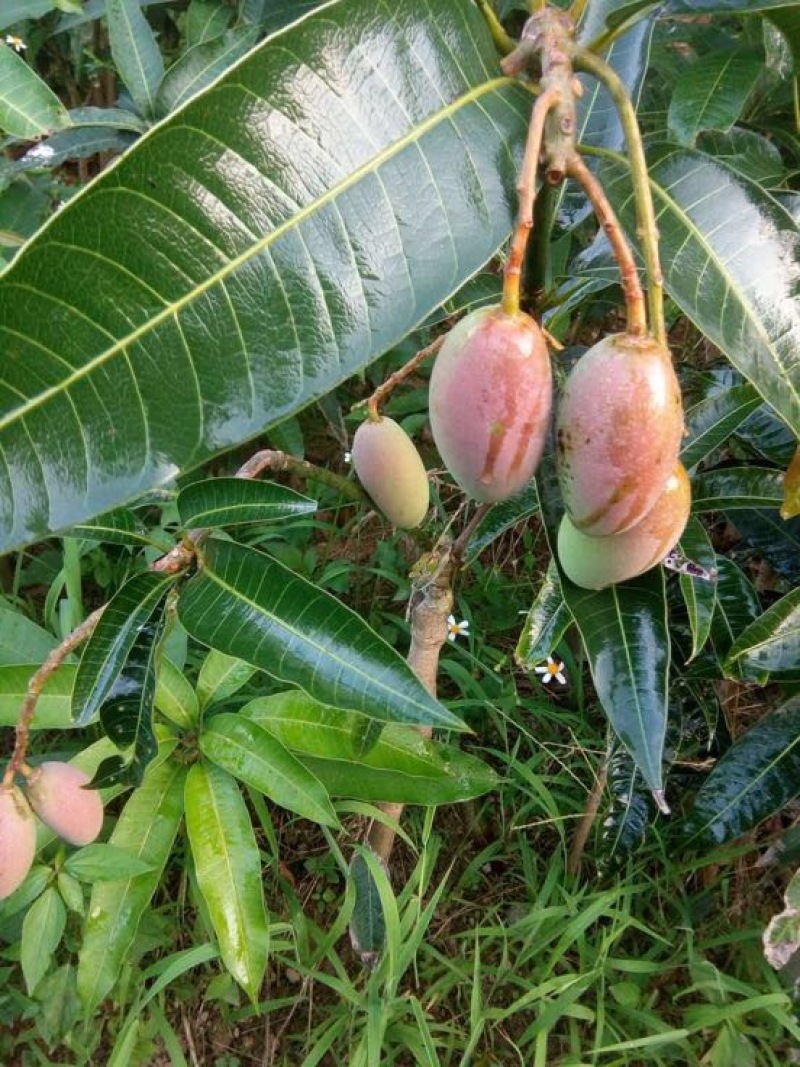 芒果苗桂七金煌台弄凯特