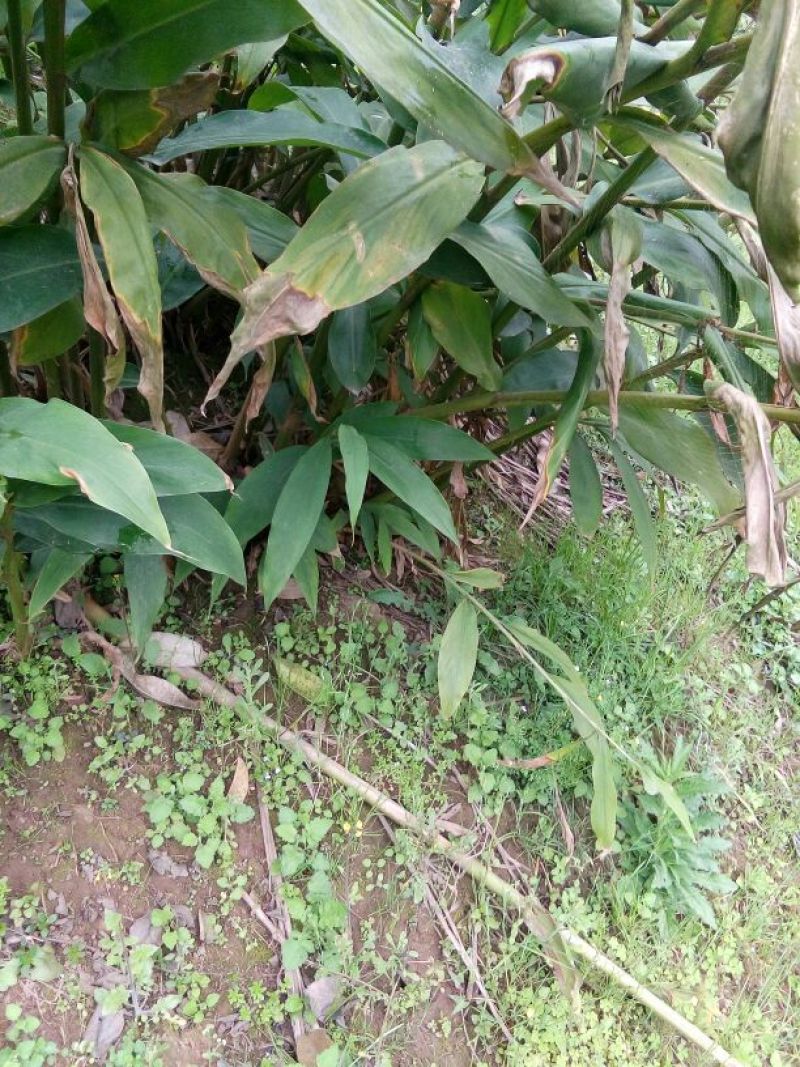 竹根七