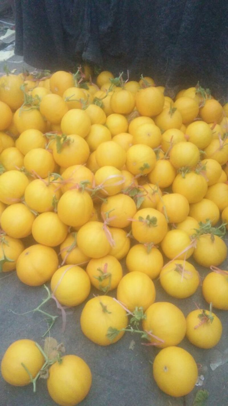 瑞红甜瓜3月大量上市