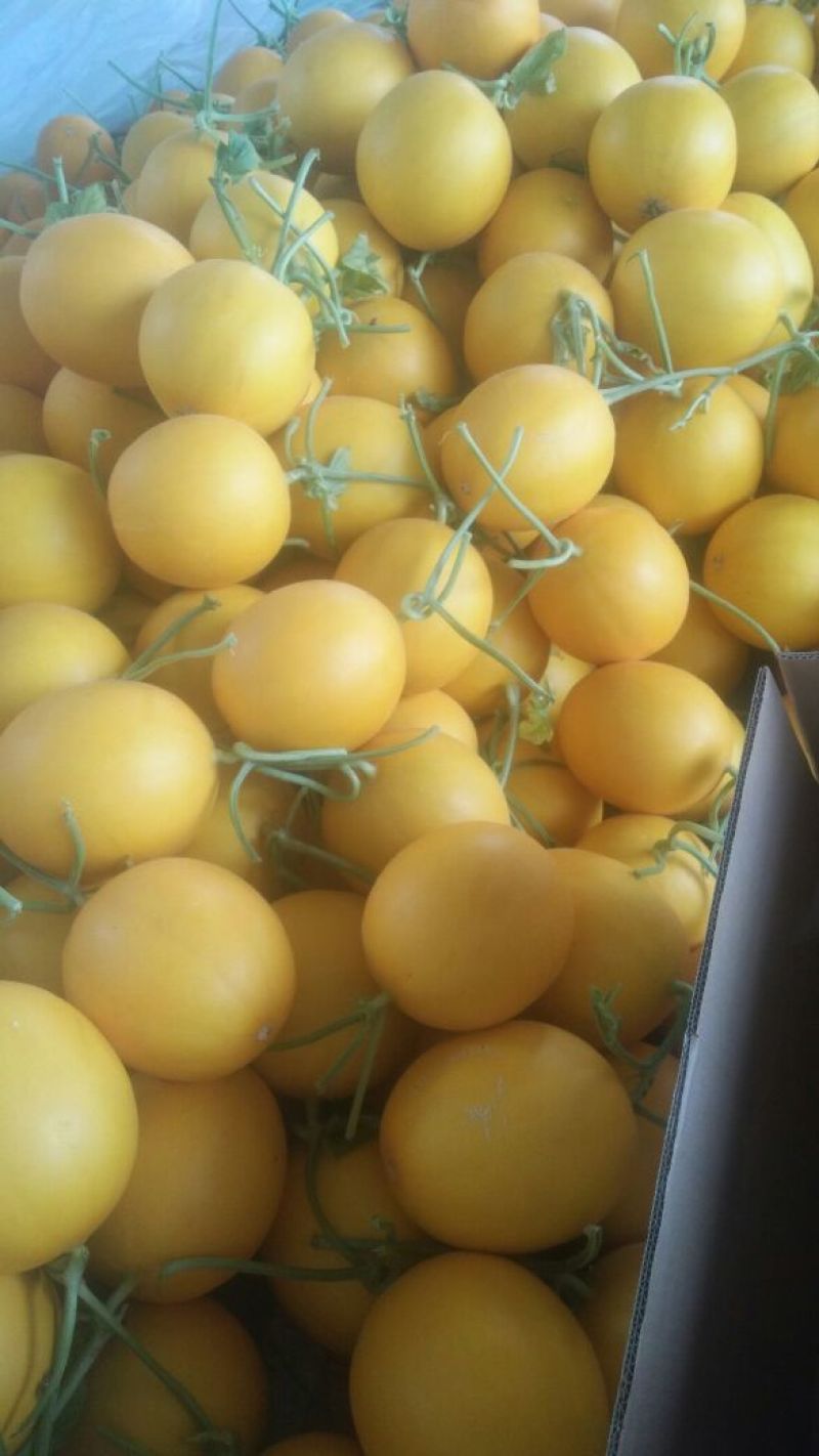 瑞红甜瓜3月大量上市